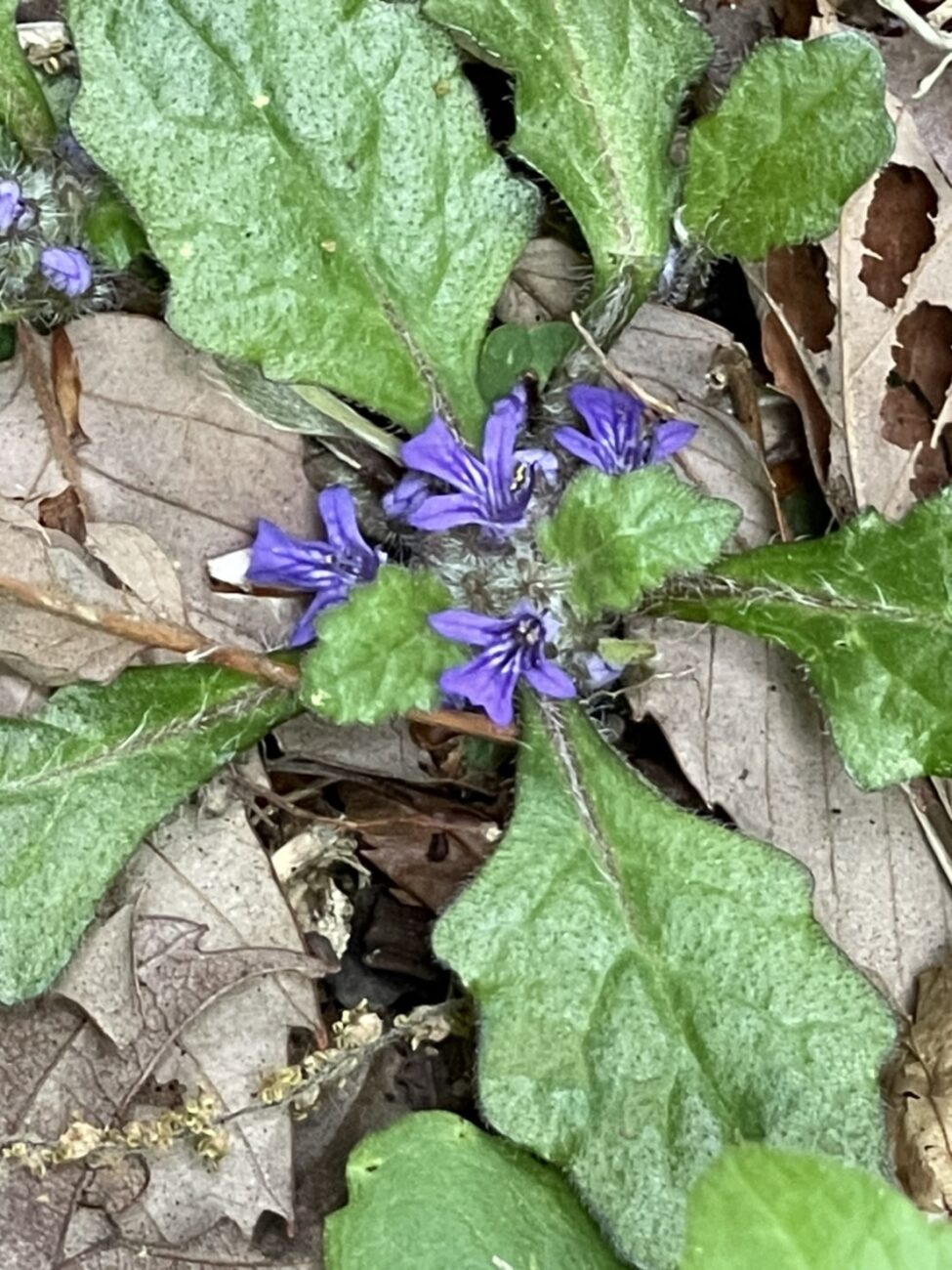 草花に思いを寄せて