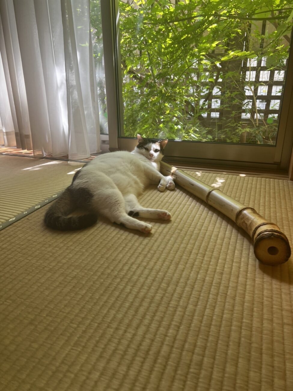 将来の夢