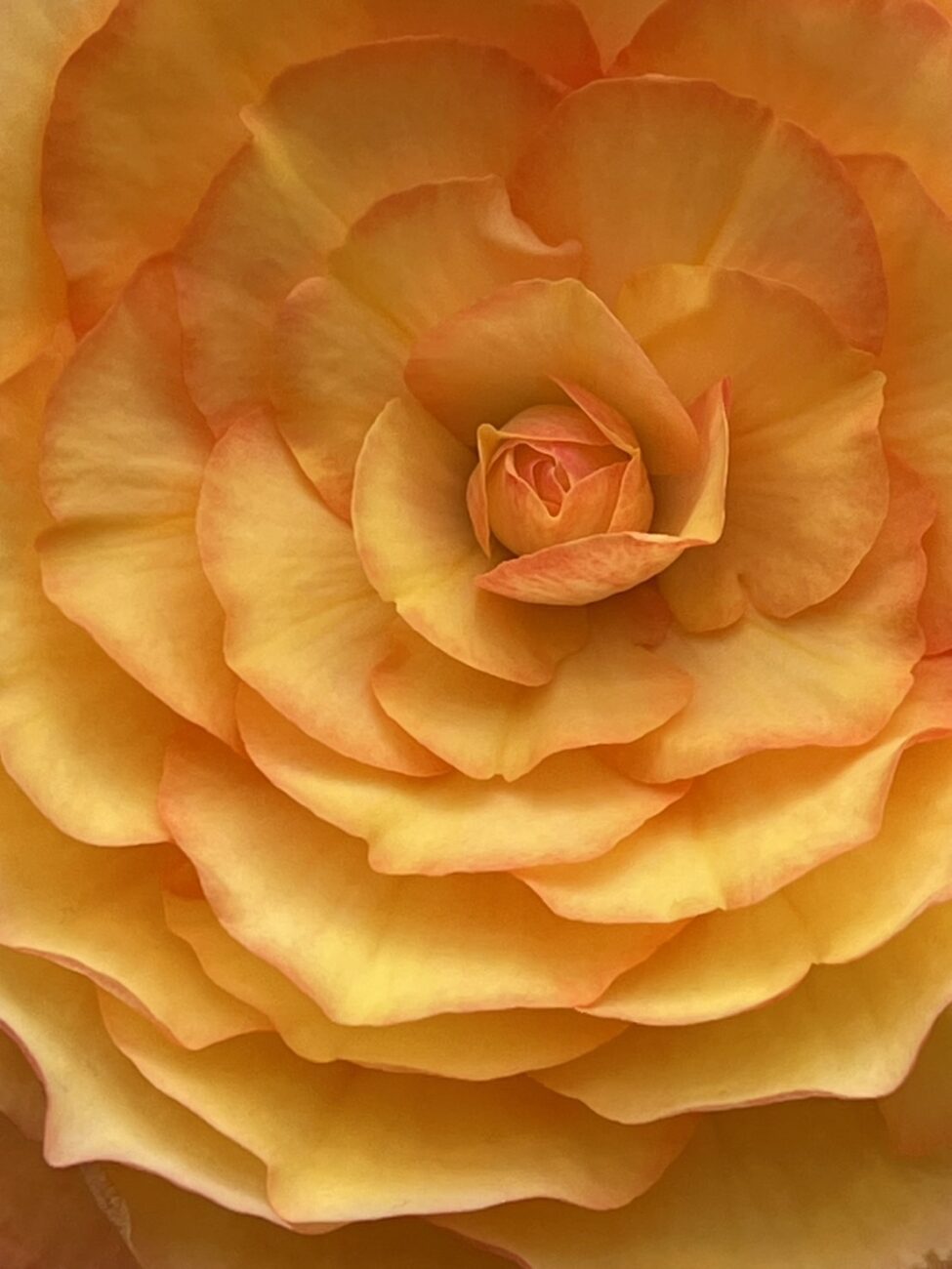 1輪の花