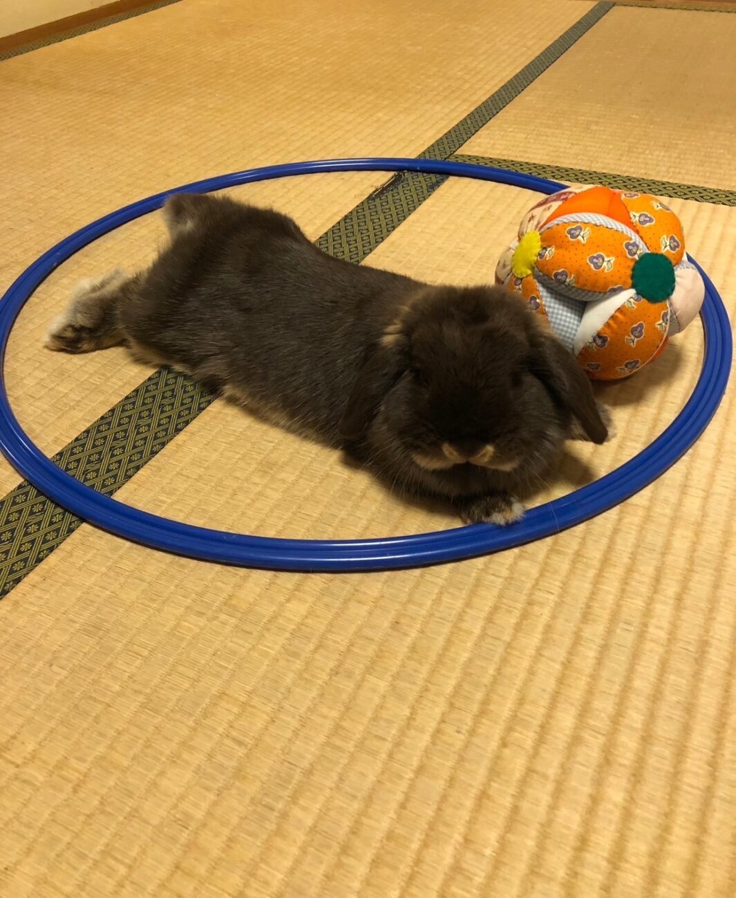 飛躍🐰